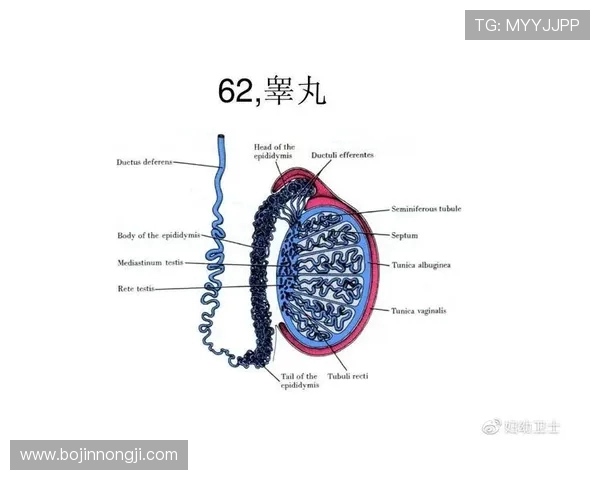 台球运动的魅力与技巧探索：从基础到进阶的全面指南